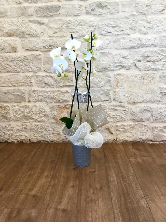 B&B Sant'Agostino Giovinazzo Dış mekan fotoğraf